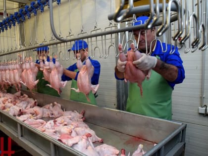 Доля самообеспеченности производства мяса курицы на территории ДНР составляет порядка 50%