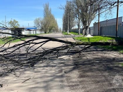 В Буденновском районе Донецка сотрудники МЧС ДНР убрали упавшее дерево с проезжей части дороги