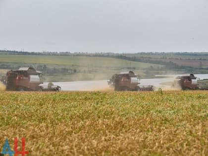 Хозяйства ДНР прошли «экватор» по сбору ранних зерновых культур