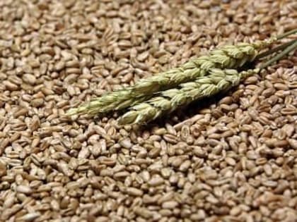 Под урожай 2024 года аграрии ДНР увеличили сев озимых культур на 6,5%