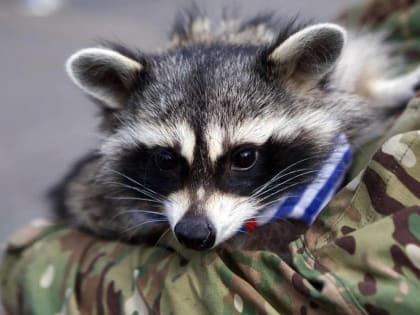 Знаменитый енот Херсон стал героем образовательного проекта для детей и взрослых