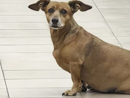 Новые штрафы за ненадлежащее обращение с животными в России