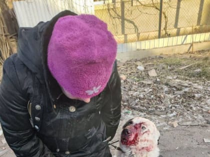 Андрей Руденко: Многие откликнулись на пост о раненом псе, которому сейчас оказывают медицинскую помощь Донецкие ветерин