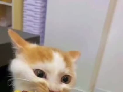 Донецкий кот снимает пробу нового урожая кукурузы