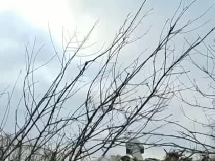 Поздравление с Новым годом от Донецких пацанов!