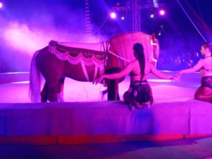 БОЛЕЕ 30 ТЫС. ЗРИТЕЛЕЙ РЕСПУБЛИКИ ПОСЕТИЛИ ПРОГРАММУ РОСГОСЦИРКА В МАРИУПОЛЕ