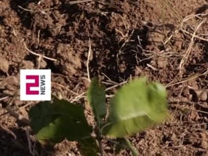 Совсем скоро в ДНР будет новый лес. Комбинацию слов #МЫВМЕСТЕ составили из 15 000 деревьев: надпись будет видна с высоты