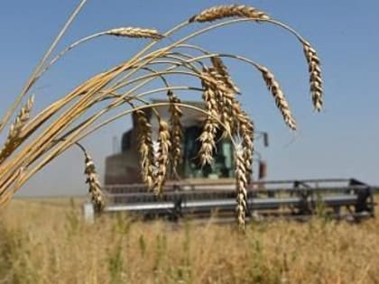 В 2023 году урожай зерновых в ДНР увеличился на 4,1%