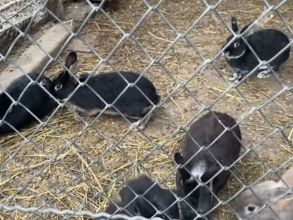 Зоопарк КГБ в Донецкой области