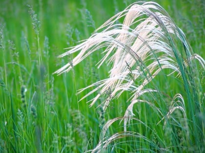 Госкомэкополитики при Главе ДНР объявляет итоги первого в Республике экодиктанта «Белый ковыль», который прошёл с 22 по 