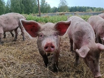 В ряде подсобных хозяйств ДНР ввели карантин по бешенству