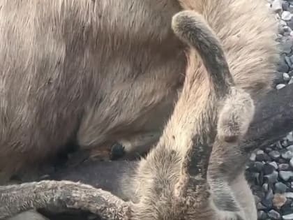 Интересно, но факт:. В газете Daily Mail сообщили о вирусе, который быстро распространяется в США. От неизлечимой болезн