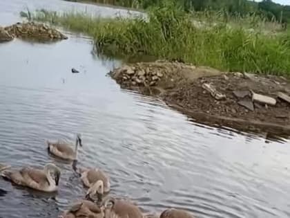 Милоты вам в ленту!!!. Донецкое море! Лебеди!