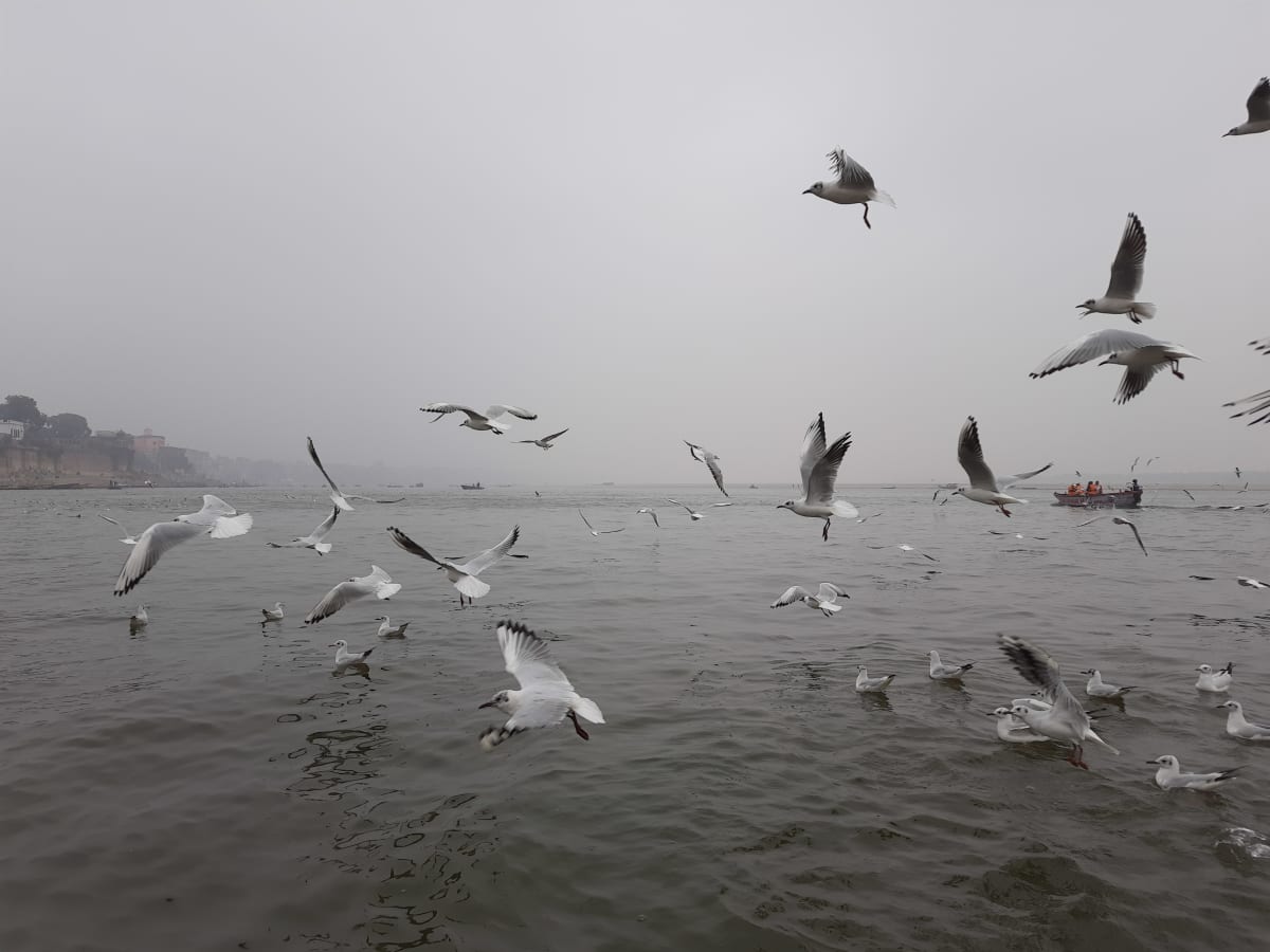 Siberian Birds in Ganges River