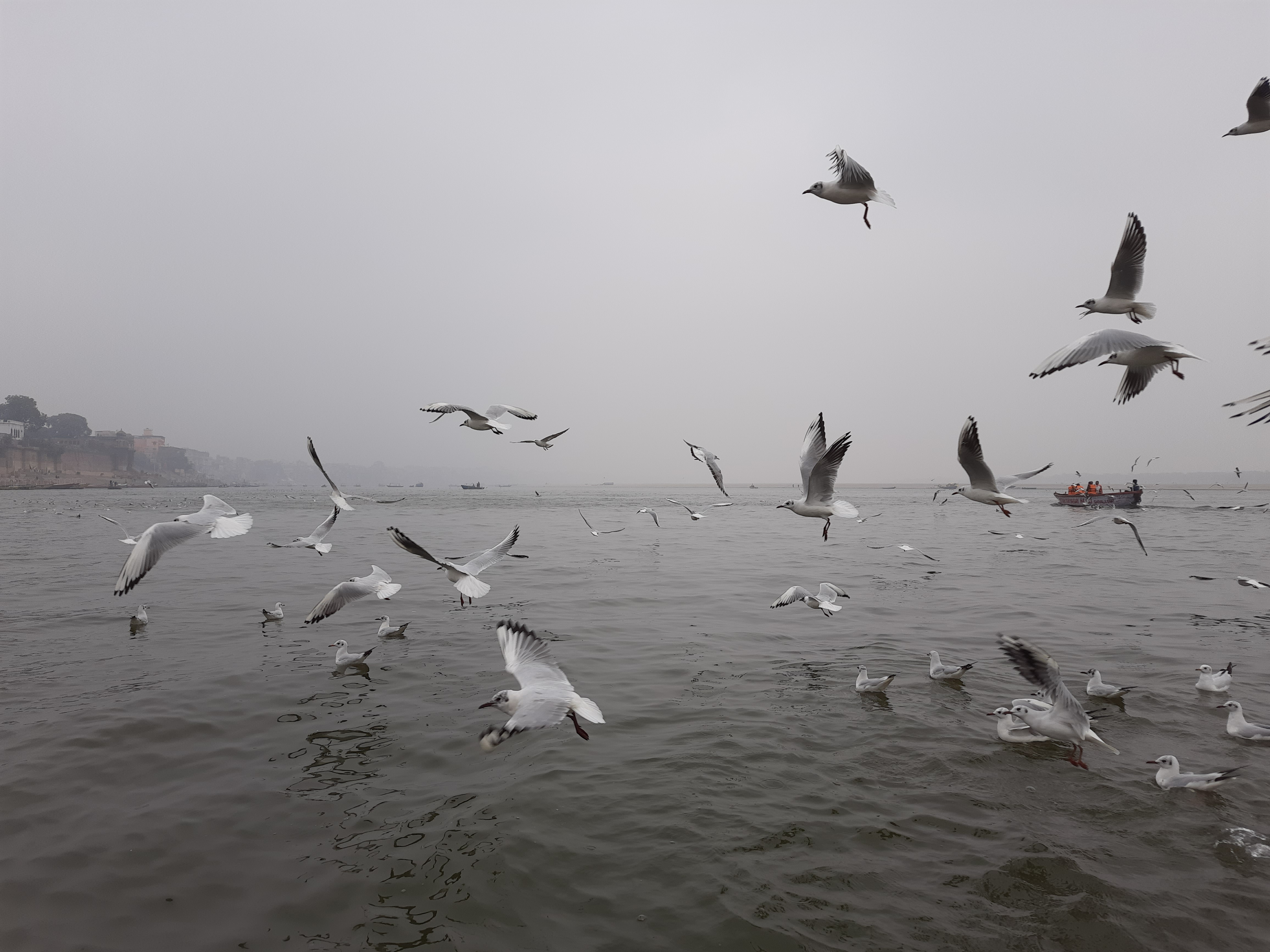 Siberian Birds in Ganges River