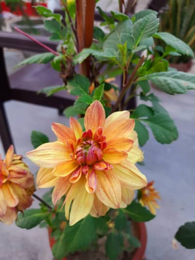 Flowers & Plants