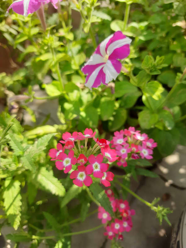 Colorful Flowers