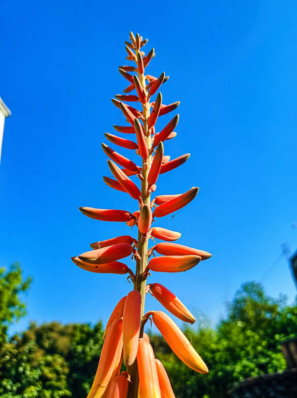 Bright orange flower against blue sky
