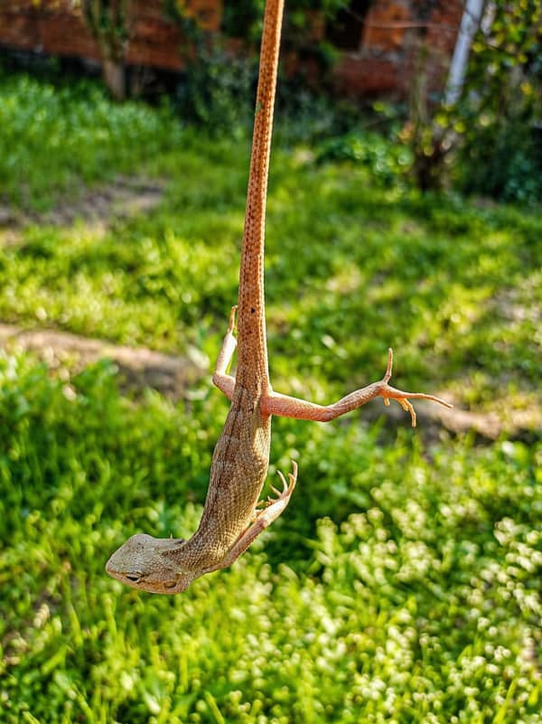 Lizard hanging in the sunlight
