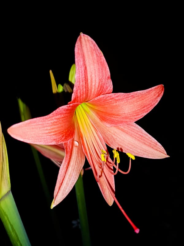 Blooming amaryllis with dramatic lighting