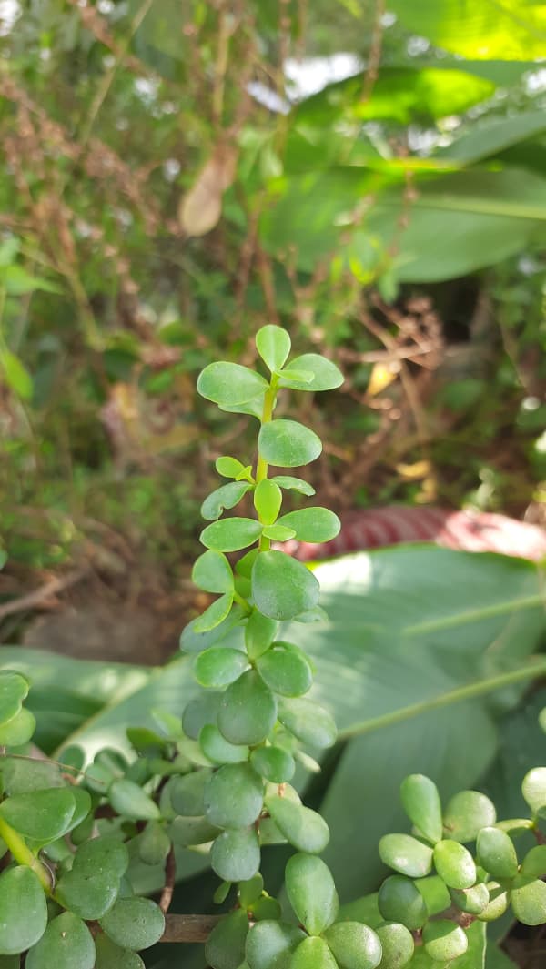 Green Succulent Plant Close-Up, Fresh Natural Leaves Macro Shot