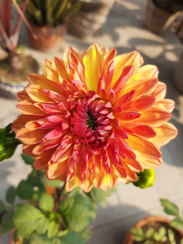 Sunlit Bloom – Vibrant Dahlia Macro Beauty