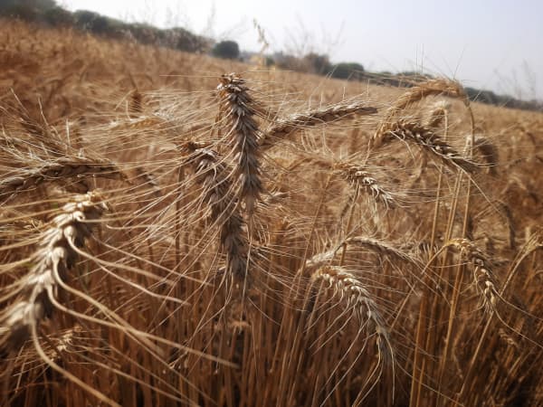 Golden Harvest – Wheat Field Macro in Warm Light