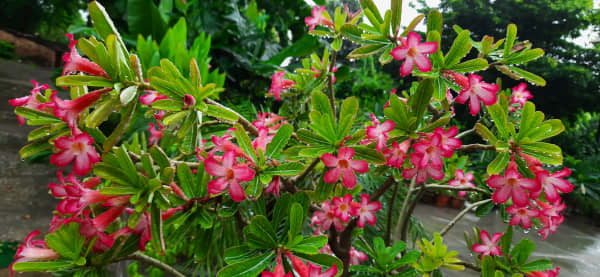 Colorful Flower Garden – Vibrant Nature Bloom Wallpaper