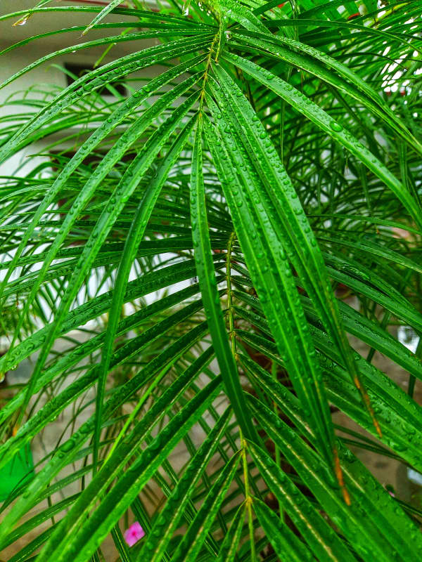 Fresh Green Leaves with Water Drops