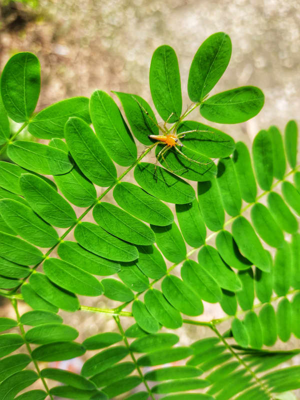Green Leaves with Spider Macro
