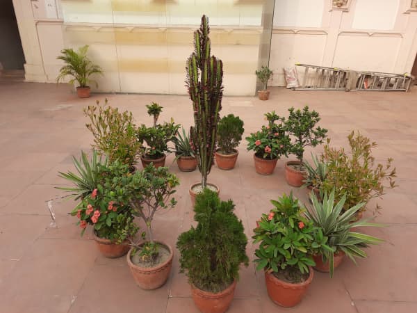 Flower Pots
