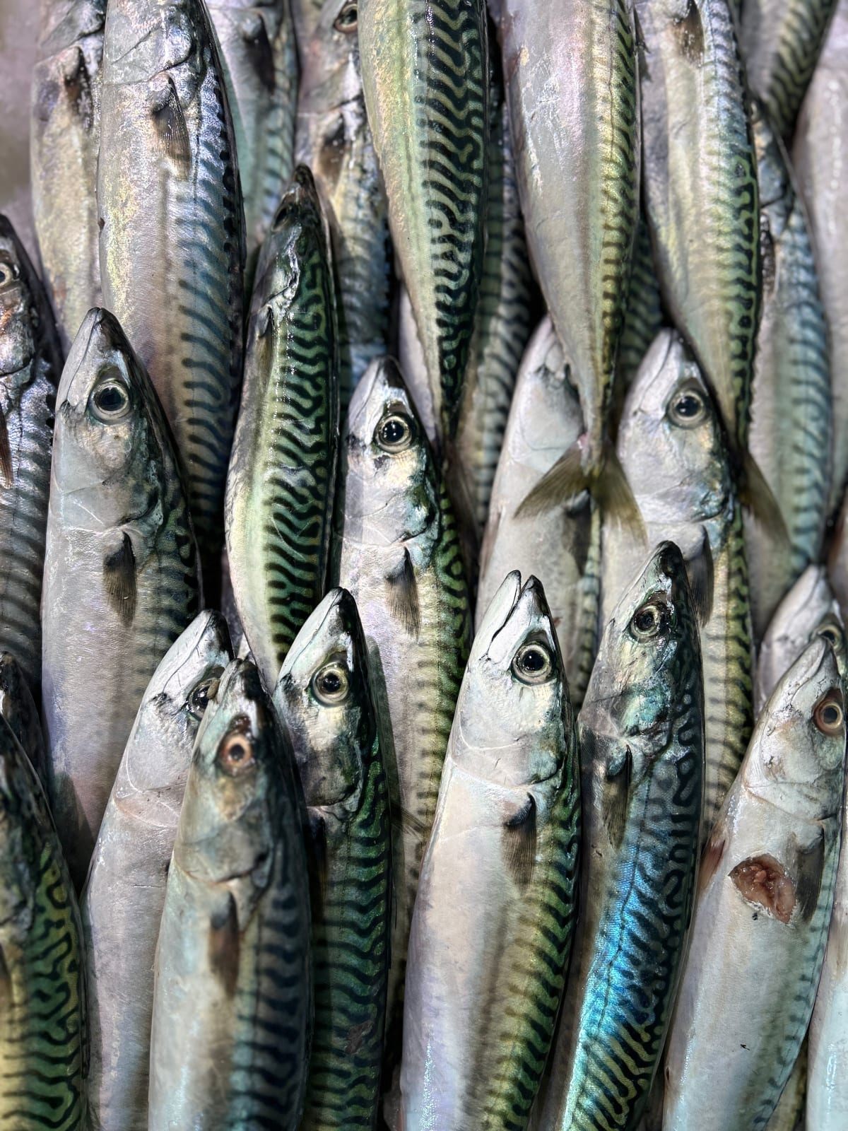 Скумбрия