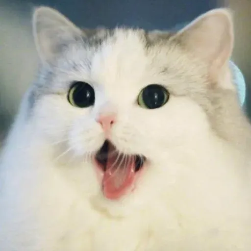 chonkbase-image