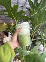 Matcha Latte W/ Soy Milk