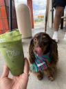 Matcha Einspanner Latte