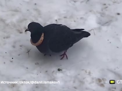 Уфимцев рассмешил голубь с украшением из хлеба