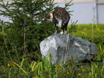 Глава Башкирии дал задание главе министерства ЖКХ тщательнее следить за газонами