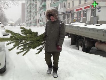 Ёлочный круговорот или вторая жизнь зелёных красавиц