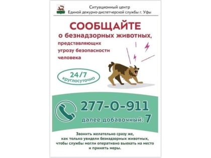 Бездомные собаки: куда обращаться, кто занимается отловом