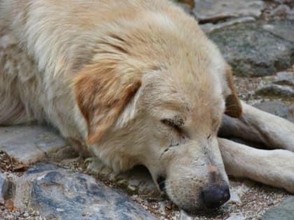 В Башкирии чиновников обязали ловить собак