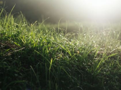 Клещи и муравьи сбегут с участка как ошпаренные: сделайте этот простой настой