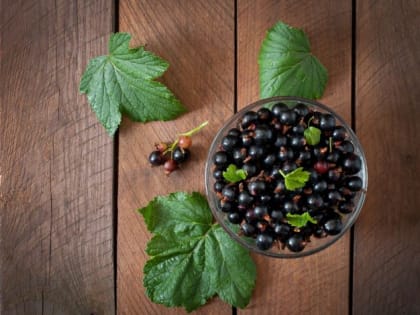 Вредители исчезнут: опрыскайте смородину этим эликсиром