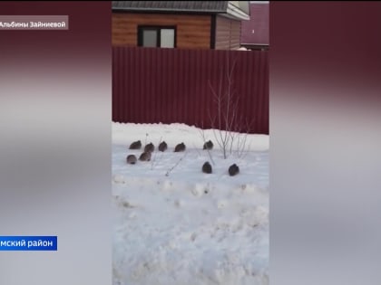 Любопытные куропатки оккупировали посёлок Чесноковка в Уфимском районе