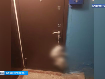 Уфимец повесил мертвую кошку на дверь квартиры бывшей жены - ВИДЕО