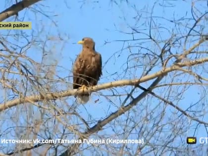 Под Уфой засняли на камеру редкого белохвостого орлана