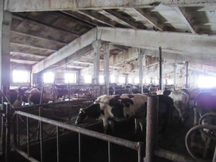 В одном из районов Башкирии ввели карантин из-за болезни коров