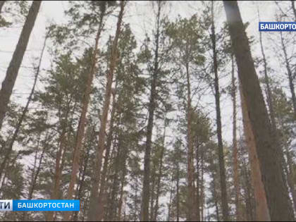 Ушла за диким луком и пропала: в Башкирии завершились поиски женщины