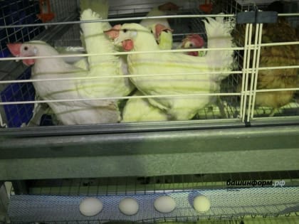 Вспышку птичьего гриппа полностью ликвидировали под Уфой