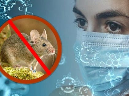 Как уберечься от «мышиной лихорадки»