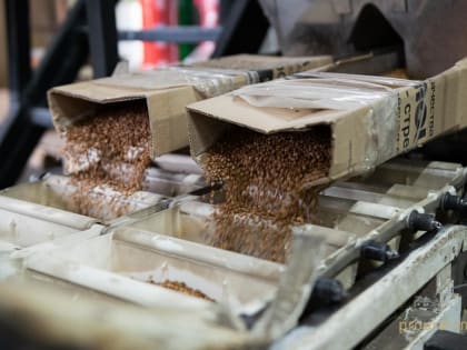 Европейцы «подсели» на башкирскую гречку